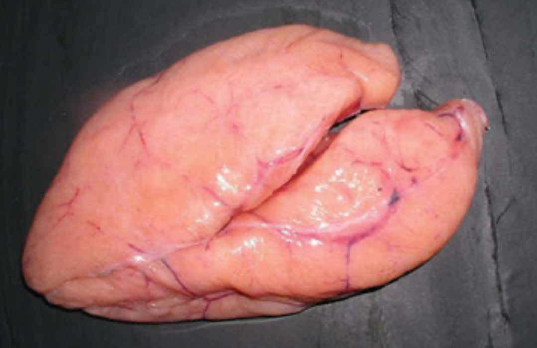 Torskerogn fersk 1 kg